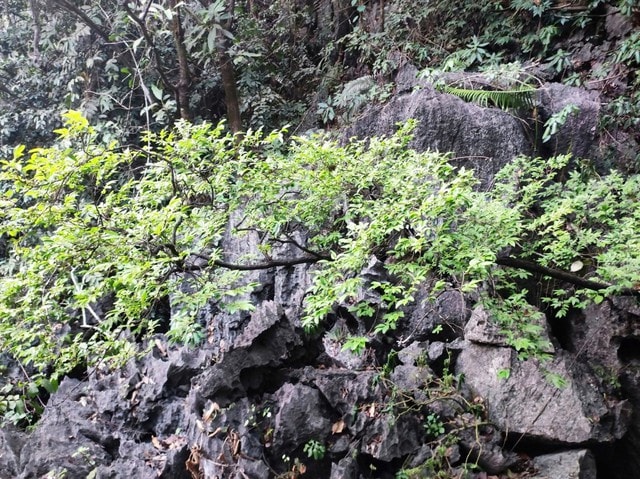 Vì sao cây muội hồng bị cấm khai thác?- Ảnh 1.