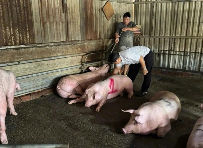 TPHCM siết chặt kiểm soát thực phẩm từ giết mổ đến lưu thông- Ảnh 3. TPHCM siết chặt kiểm soát thực phẩm từ giết mổ đến lưu thông- Ảnh 3.