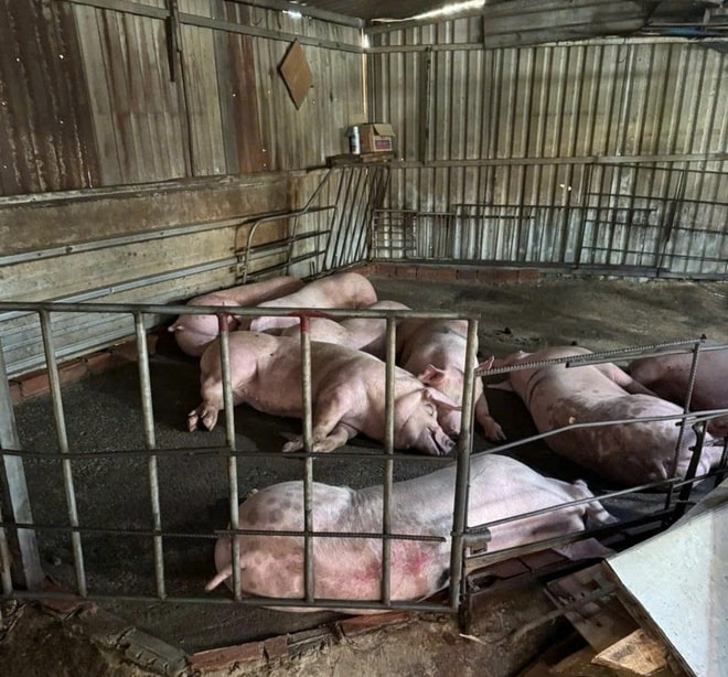 TPHCM siết chặt kiểm soát thực phẩm từ giết mổ đến lưu thông- Ảnh 2. TPHCM siết chặt kiểm soát thực phẩm từ giết mổ đến lưu thông- Ảnh 2.