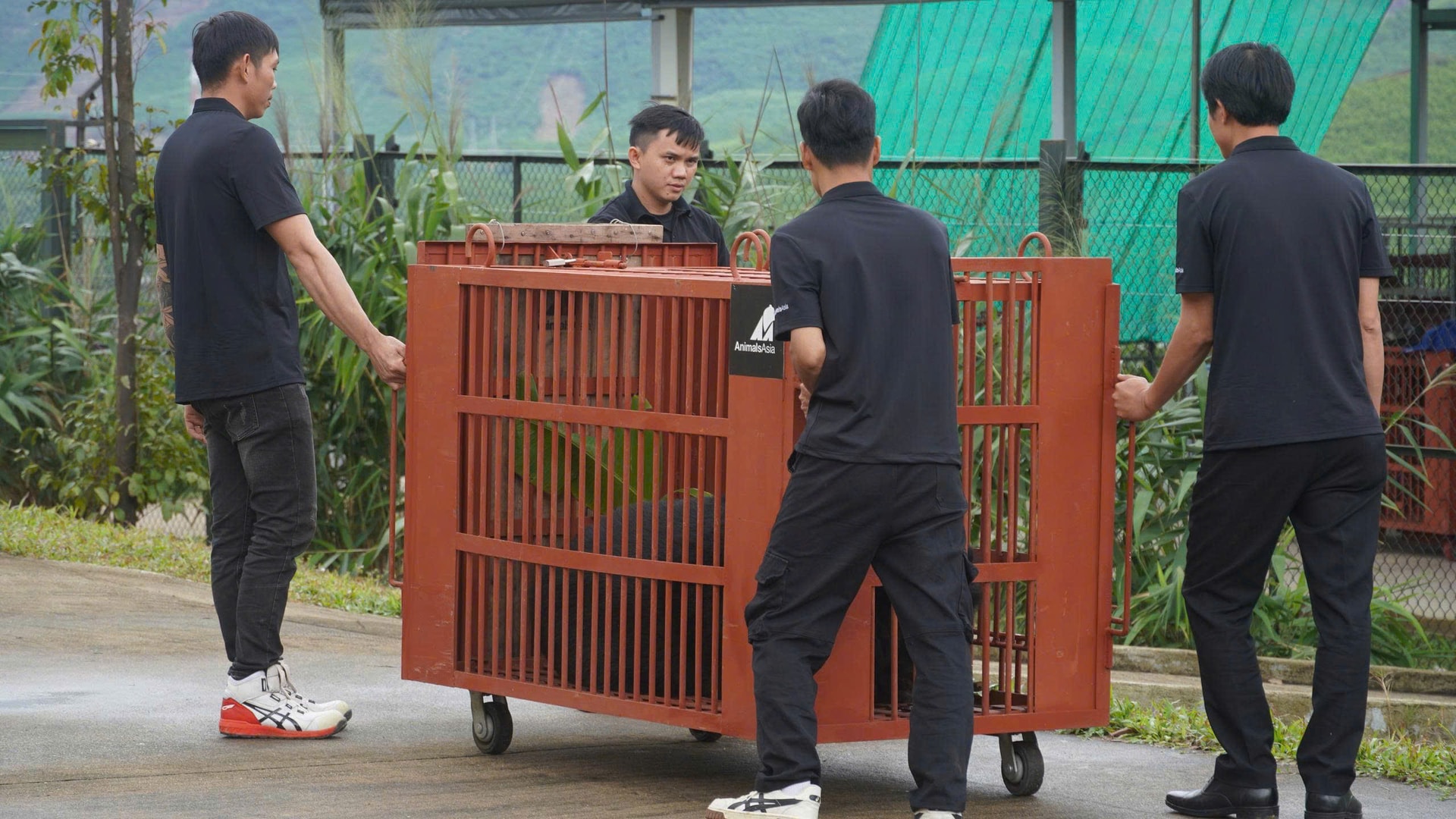 Cận cảnh cứu hộ 4 cá thể gấu quý hiếm về Vườn quốc gia Bạch Mã- Ảnh 12.