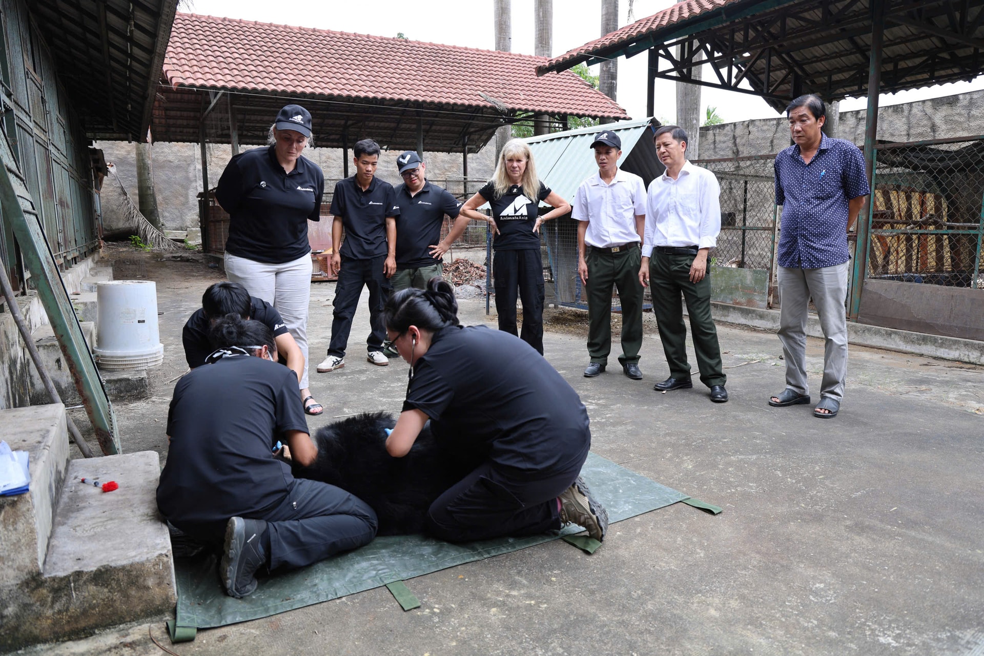 Cận cảnh cứu hộ 4 cá thể gấu quý hiếm về Vườn quốc gia Bạch Mã- Ảnh 8.