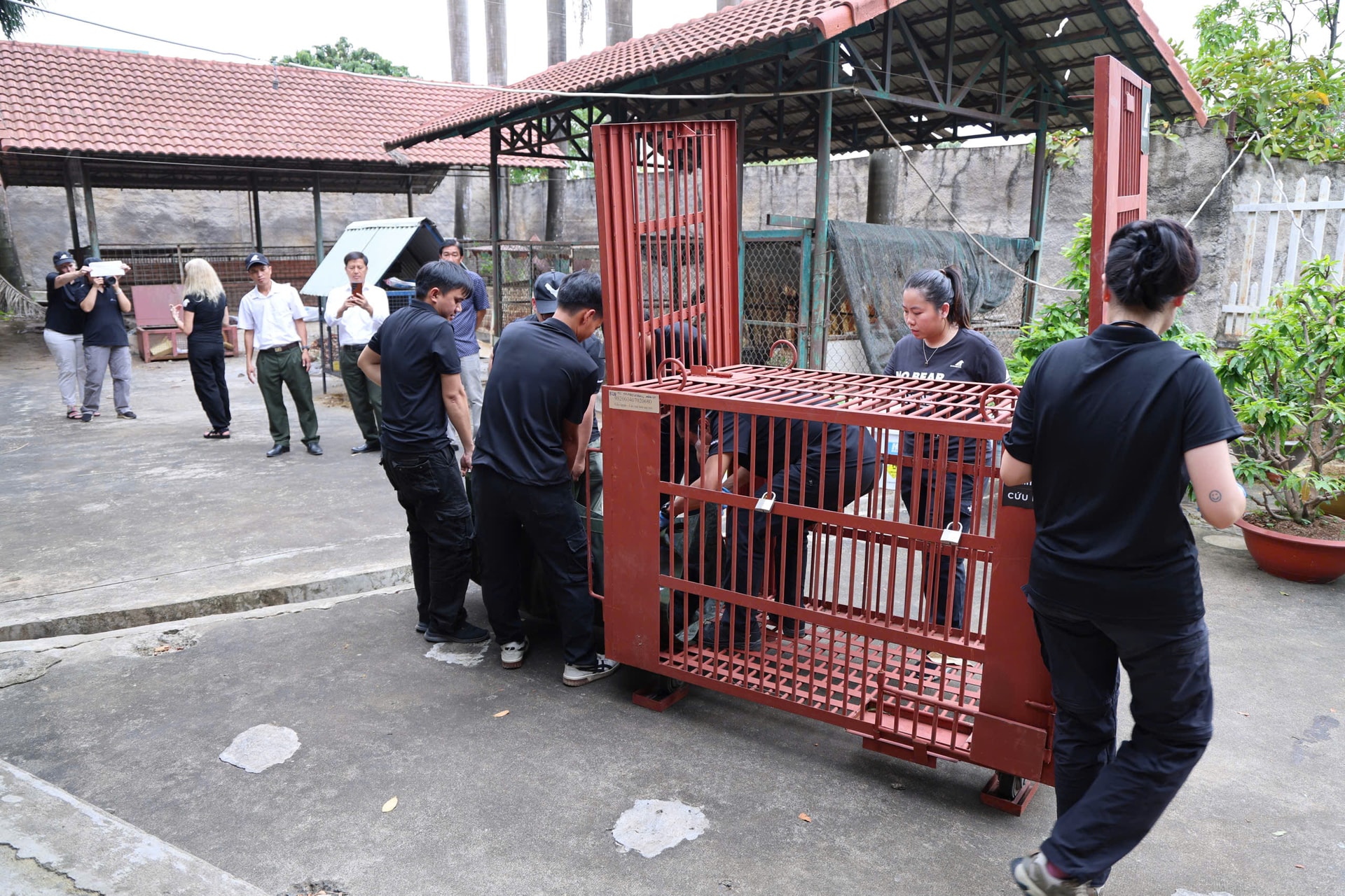 Cận cảnh cứu hộ 4 cá thể gấu quý hiếm về Vườn quốc gia Bạch Mã- Ảnh 9.