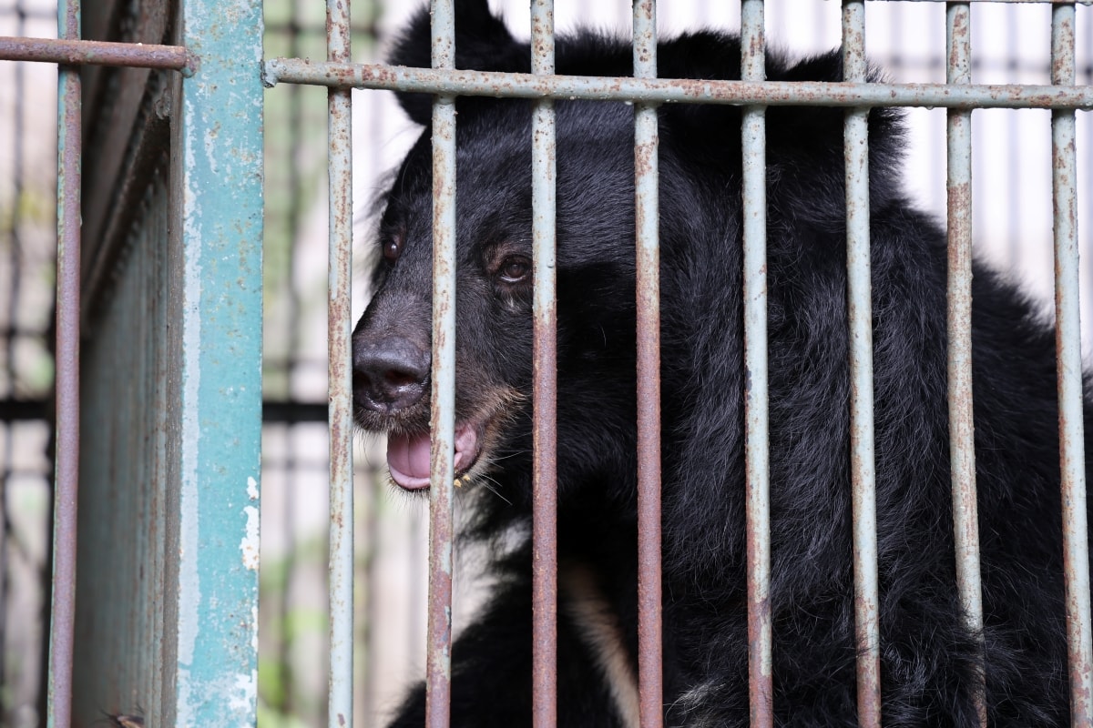 Cận cảnh cứu hộ 4 cá thể gấu quý hiếm về Vườn quốc gia Bạch Mã- Ảnh 5.