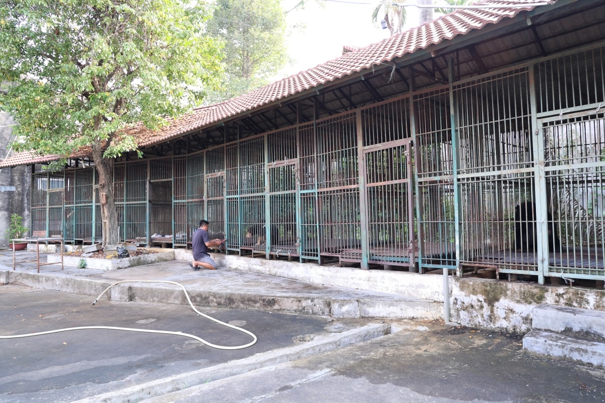 Cận cảnh cứu hộ 4 cá thể gấu quý hiếm về Vườn quốc gia Bạch Mã- Ảnh 1.