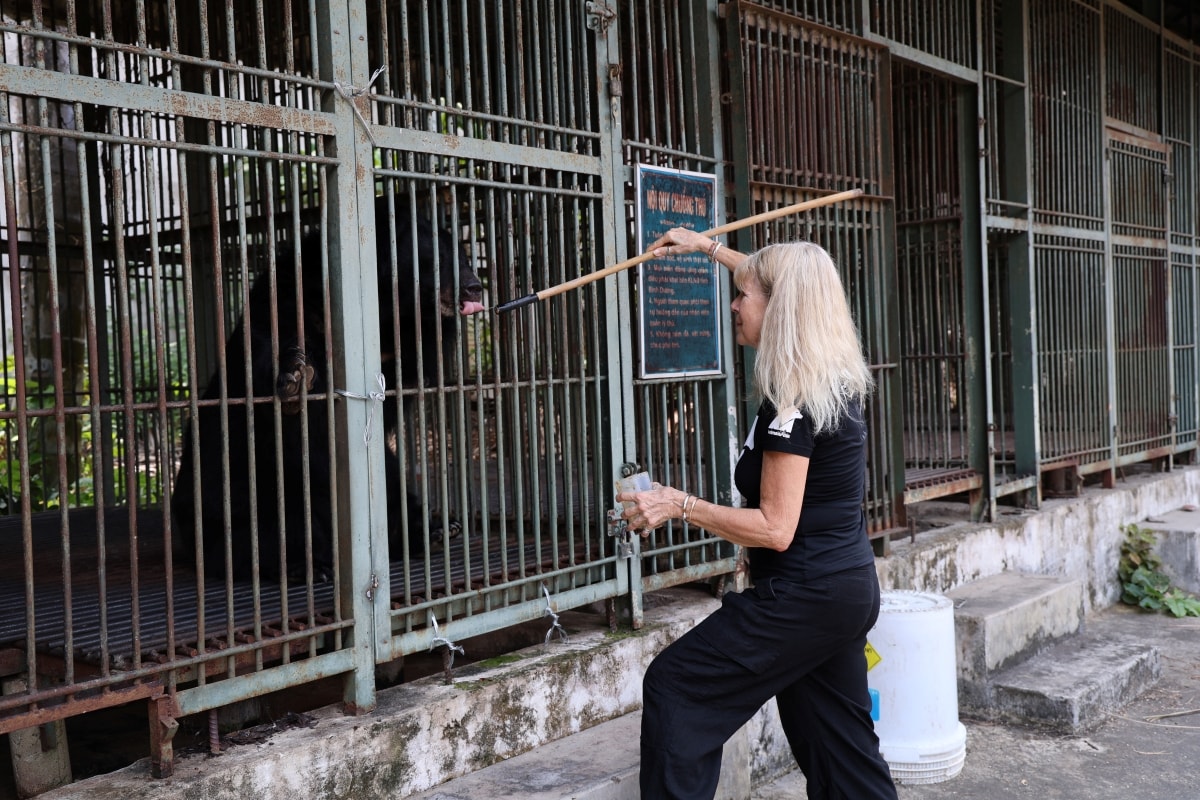 Cận cảnh cứu hộ 4 cá thể gấu quý hiếm về Vườn quốc gia Bạch Mã- Ảnh 6.