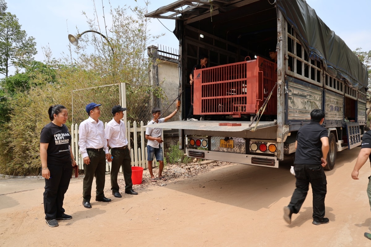 Cận cảnh cứu hộ 4 cá thể gấu quý hiếm về Vườn quốc gia Bạch Mã- Ảnh 11.