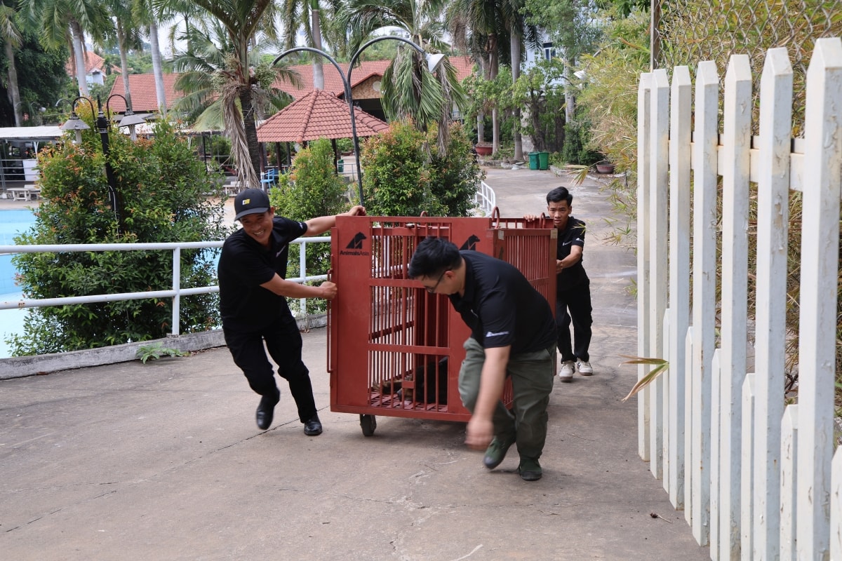 Cận cảnh cứu hộ 4 cá thể gấu quý hiếm về Vườn quốc gia Bạch Mã- Ảnh 10.