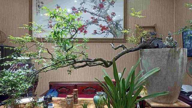 Chiêm ngưỡng voọc mông trắng leo trèo trên cây muội hồng bị săn lùng trong rừng tự nhiên- Ảnh 1.