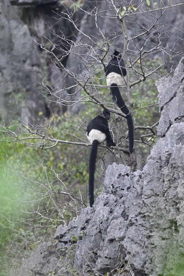 Chiêm ngưỡng voọc mông trắng leo trèo trên cây muội hồng bị săn lùng trong rừng tự nhiên- Ảnh 5.