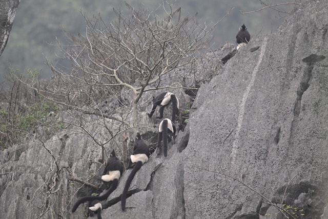Chiêm ngưỡng voọc mông trắng leo trèo trên cây muội hồng bị săn lùng trong rừng tự nhiên- Ảnh 2.