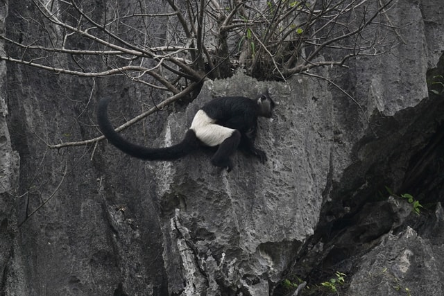 Chiêm ngưỡng voọc mông trắng leo trèo trên cây muội hồng bị săn lùng trong rừng tự nhiên- Ảnh 4.