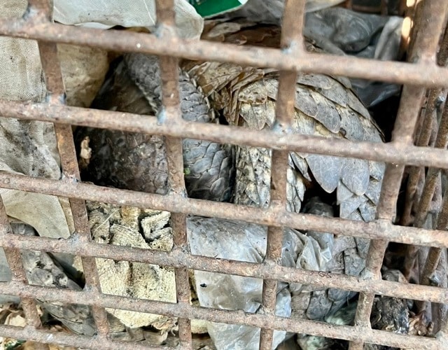 Giao nộp 2 con vật quý hiếm thuộc diện có nguy cơ tuyệt chủng- Ảnh 2.