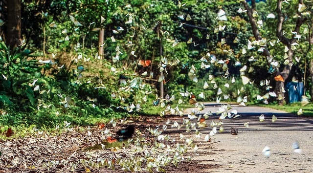 Không nên bắt bướm, xua đuổi bướm bay lên để chụp ảnh ở Vườn quốc gia Cúc Phương- Ảnh 1.