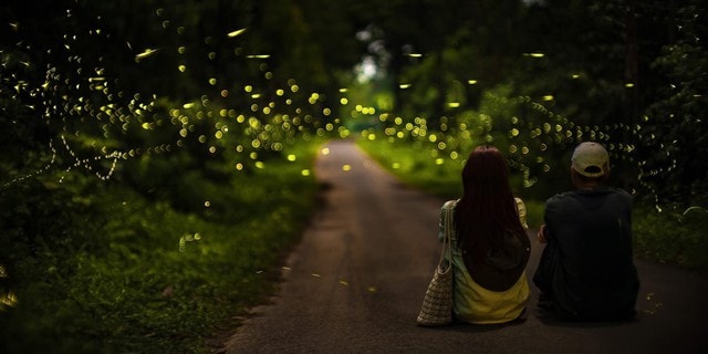 Không nên bắt bướm, xua đuổi bướm bay lên để chụp ảnh ở Vườn quốc gia Cúc Phương- Ảnh 2.