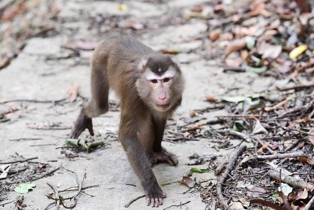 Ở nơi có nhiều loài cây trong Sách Đỏ và dễ gặp động vật quý hiếm - Ảnh 2.