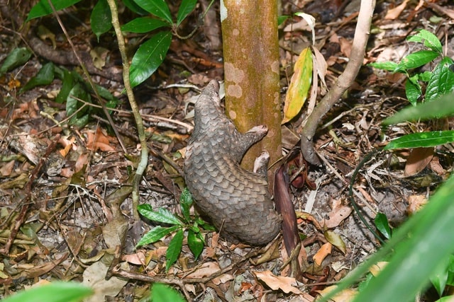 Ở nơi có nhiều loài cây trong Sách Đỏ và dễ gặp động vật quý hiếm - Ảnh 3.