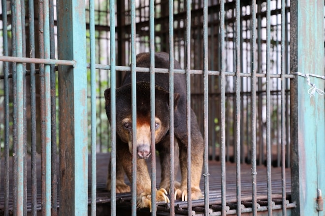 Cận cảnh cứu hộ 4 cá thể gấu quý hiếm về Vườn quốc gia Bạch Mã- Ảnh 2.