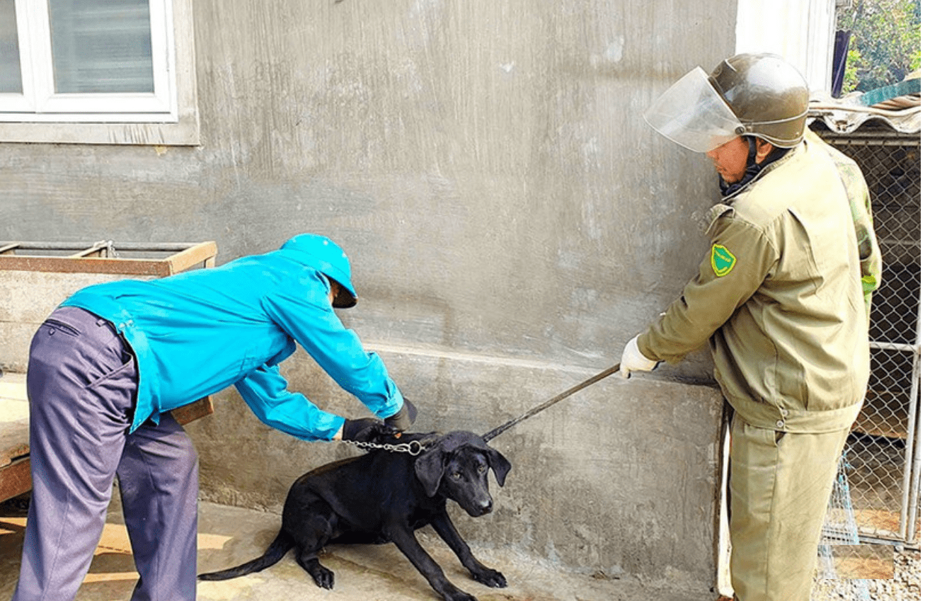 Hà Tĩnh tăng cường phòng chống bệnh dại, cảnh báo từ sự chủ quan- Ảnh 3.