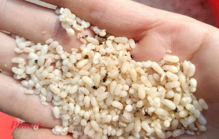 Ăn trứng kiến, người phụ nữ 63 tuổi bị sốc phản vệ- Ảnh 1. Ăn trứng kiến, người phụ nữ 63 tuổi bị sốc phản vệ- Ảnh 1.