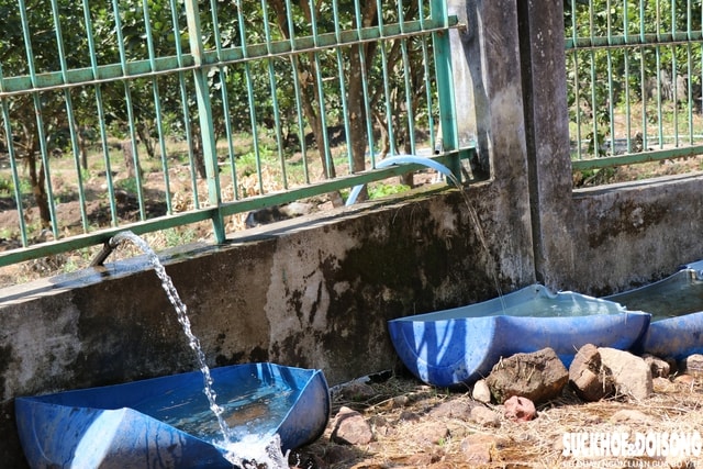 Đàn động vật quý hiếm lai ở Việt Nam được bồi dưỡng như thế nào để vượt qua nắng nóng?- Ảnh 4.