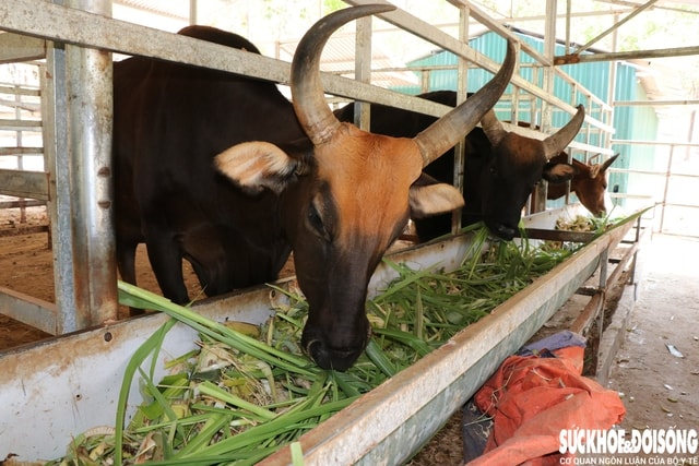 Đàn động vật quý hiếm lai ở Việt Nam được bồi dưỡng như thế nào để vượt qua nắng nóng?- Ảnh 3.