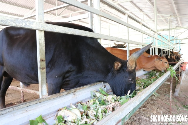 Đàn động vật quý hiếm lai ở Việt Nam được bồi dưỡng như thế nào để vượt qua nắng nóng?- Ảnh 2.