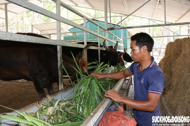 Đàn động vật quý hiếm lai ở Việt Nam được bồi dưỡng như thế nào để vượt qua nắng nóng?- Ảnh 1.