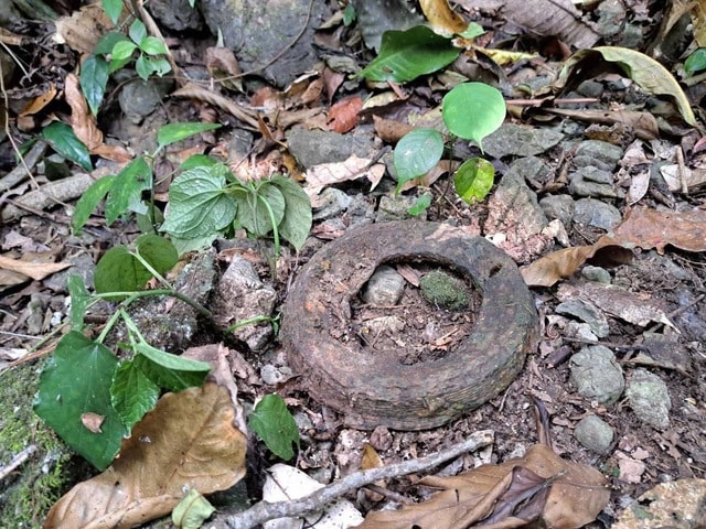 Sự thật về bức tường đá giữa rừng già- Ảnh 2.