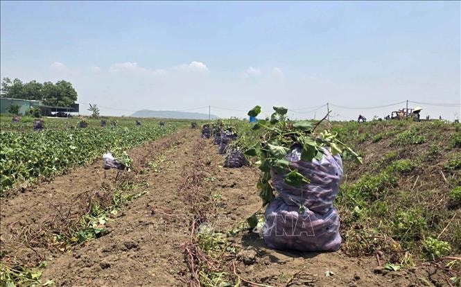 Cung vượt cầu, giá khoai lang tại Gia Lai giảm sâu- Ảnh 1.