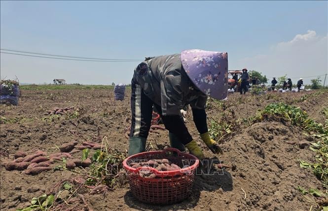 Cung vượt cầu, giá khoai lang tại Gia Lai giảm sâu- Ảnh 2.