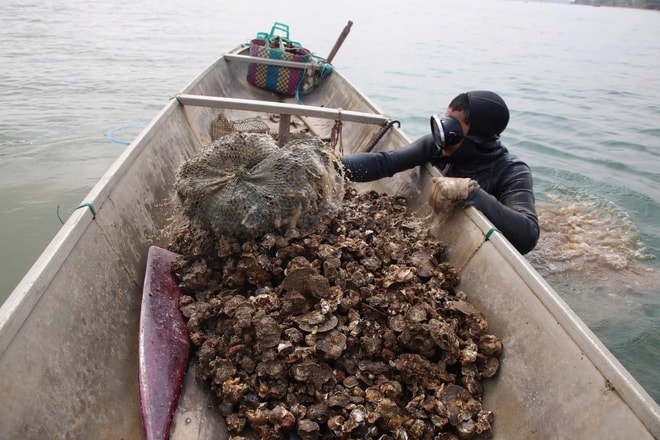 Nghề 'săn' đặc sản dưới đáy sông Nhật Lệ- Ảnh 6.
