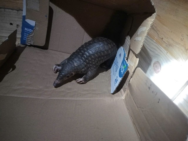 Giám đốc Vườn quốc gia chỉ ra những việc người dân cần làm khi gặp động, thực vật quý hiếm- Ảnh 1.