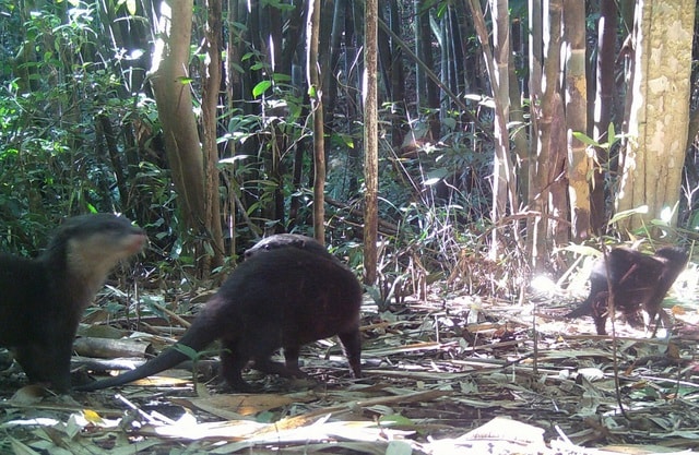 Giám đốc Vườn quốc gia chỉ ra những việc người dân cần làm khi gặp động, thực vật quý hiếm- Ảnh 3.