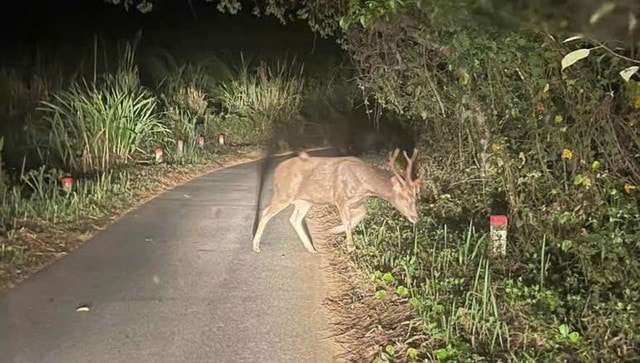 Giám đốc Vườn quốc gia chỉ ra những việc người dân cần làm khi gặp động, thực vật quý hiếm- Ảnh 2.