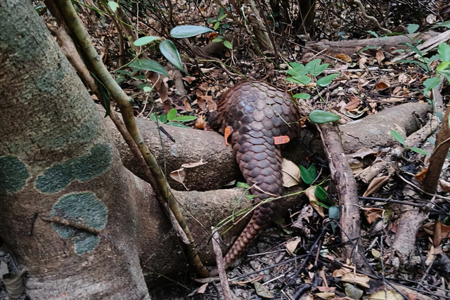 Thả 9 cá thể tê tê quý hiếm về Vườn Quốc gia Cúc Phương và Bạch Mã- Ảnh 1.