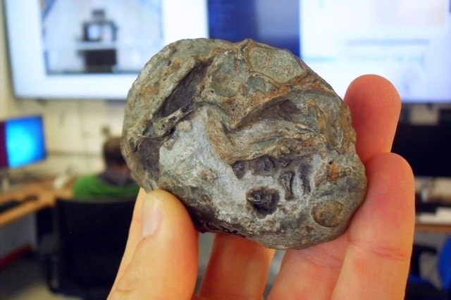 Hóa thạch 250 triệu năm tuổi hé lộ sự thật 'sốc' về động vật có vú- Ảnh 1.