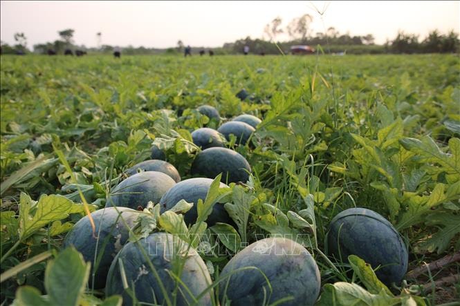 Giá dưa hấu xuống thấp, nông dân lao đao giữa vụ thu hoạch- Ảnh 1.