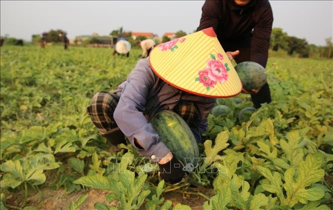Giá dưa hấu xuống thấp, nông dân lao đao giữa vụ thu hoạch- Ảnh 2.