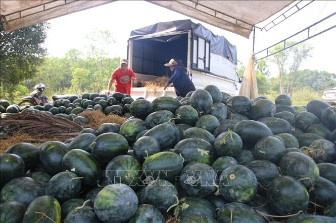Giá dưa hấu xuống thấp, nông dân lao đao giữa vụ thu hoạch- Ảnh 3.
