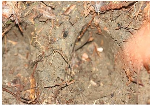 Phát hiện nhiều cá thể động vật quý hiếm xuất hiện tại vườn quốc gia ở Khánh Hòa- Ảnh 2.