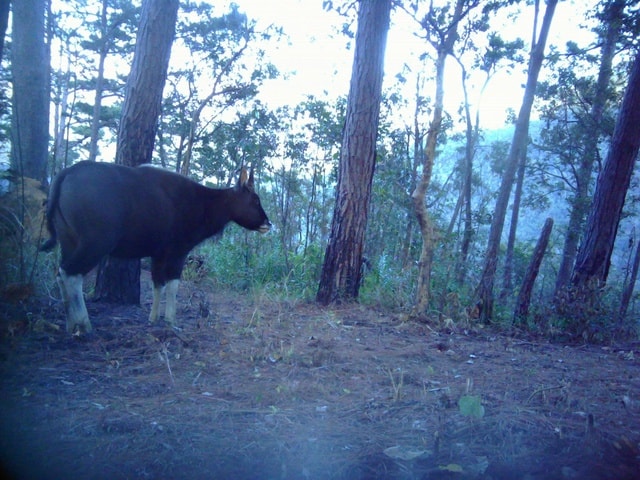 Phát hiện nhiều cá thể động vật quý hiếm xuất hiện tại vườn quốc gia ở Khánh Hòa- Ảnh 1.