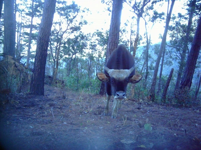 Phát hiện nhiều cá thể động vật quý hiếm xuất hiện tại vườn quốc gia ở Khánh Hòa- Ảnh 3.