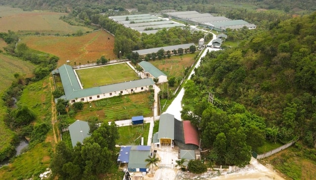 Phạt trang trại nuôi lợn hơn 400 triệu đồng vì xả thải vượt quy chuẩn- Ảnh 1.