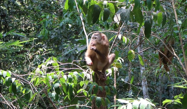 Nhiều động vật quý hiếm được thả về đại ngàn Đắk Lắk chỉ trong một ngày- Ảnh 3.
