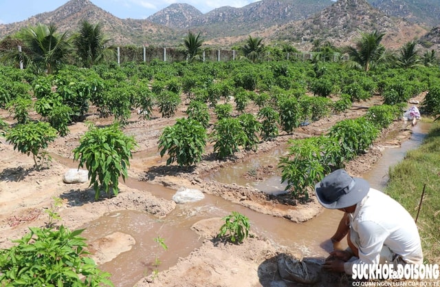 Vùng đất ‘tâm hạn’ ở Khánh Hoà được hồi sinh- Ảnh 7.