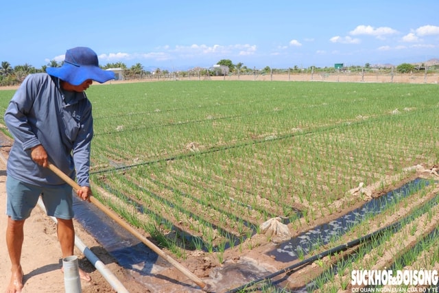 Vùng đất ‘tâm hạn’ ở Khánh Hoà được hồi sinh- Ảnh 2.