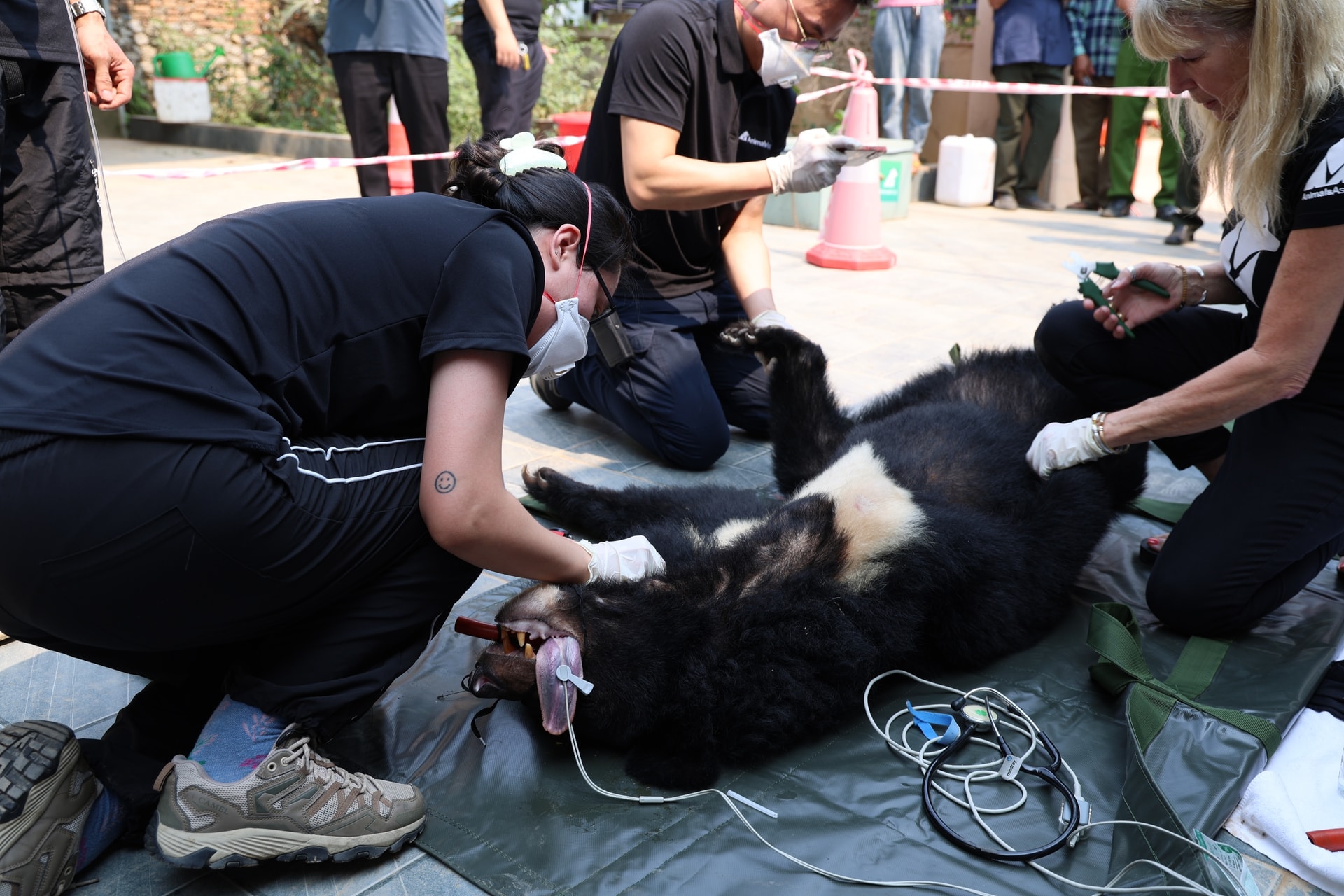 Giải cứu 2 cá thể gấu bị nuôi nhốt nhiều năm về 'nhà mới' ở Bạch Mã- Ảnh 5.