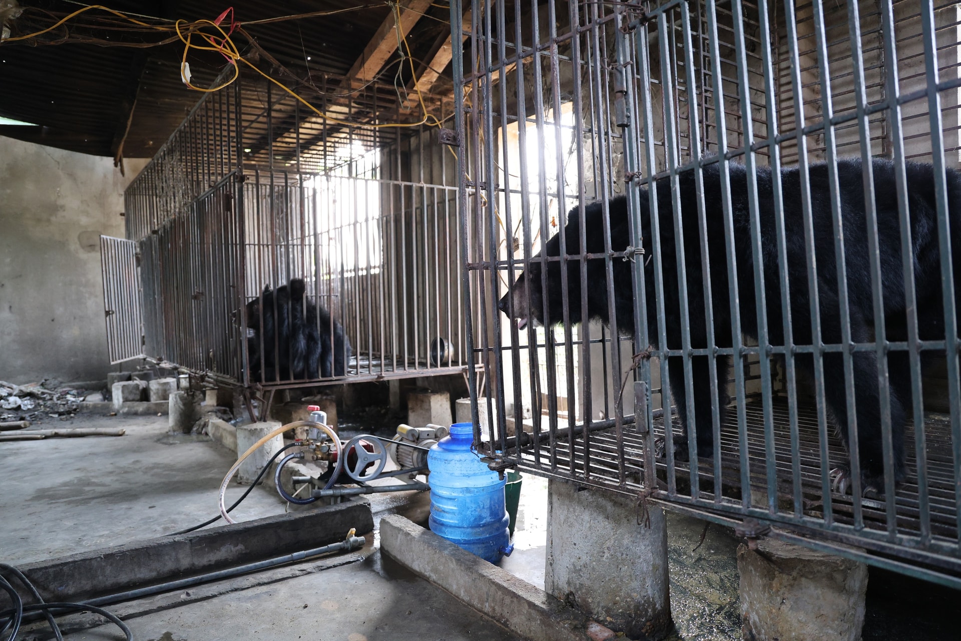 Giải cứu 2 cá thể gấu bị nuôi nhốt nhiều năm về 'nhà mới' ở Bạch Mã- Ảnh 3.