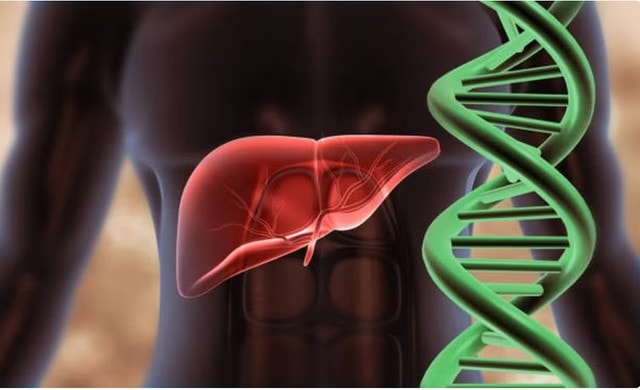Lần đầu lập bản đồ gene gan người, hé lộ cơ chế bệnh gan nhiễm mỡ- Ảnh 1. Lần đầu lập bản đồ gene gan người, hé lộ cơ chế bệnh gan nhiễm mỡ- Ảnh 1.