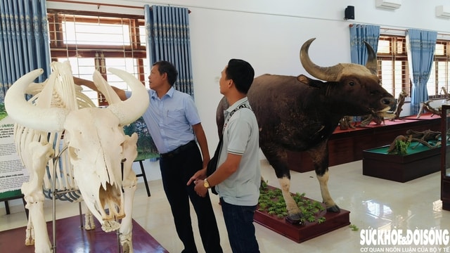 Đàn động vật quý hiếm ở Khánh Hòa thích nghi tốt, mở hướng bảo tồn nguồn gen quý- Ảnh 5.